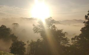 Menno 02 Regenwoud zonsopgang